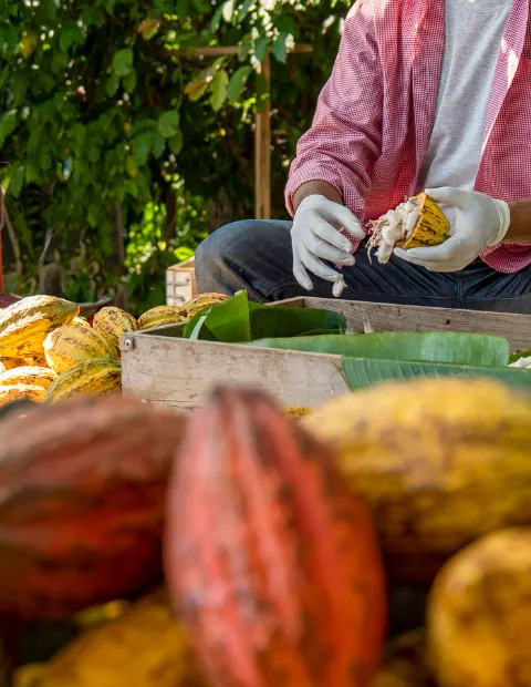 Australian Certification Cocoa Operation Course